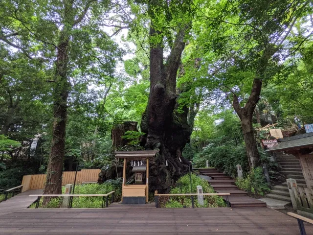 静岡県熱海市・来宮神社の大楠