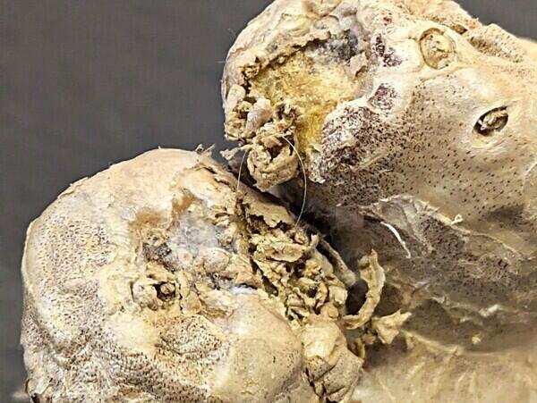 生姜のカビ「取り除けば食べられる？捨てる？」見分け方も解説！