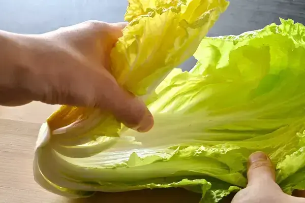 苦い白菜は食べてもOK！救済レシピ付きで原因や見分け方を解説！